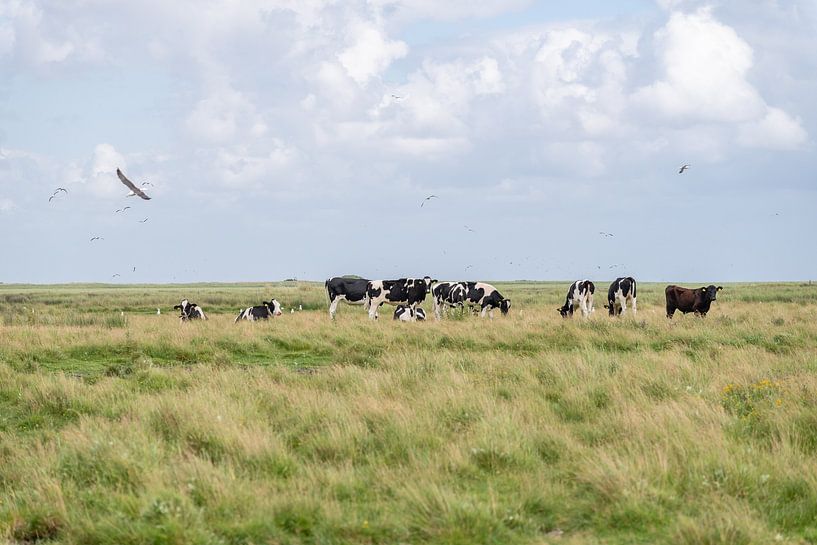 Terschelling Boschplaat nature grazers cows by Yvonne van Driel