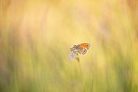 Schmetterling auf der Wiese