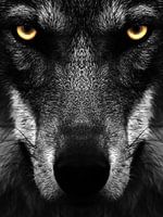 Black Wolf