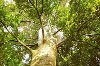 Alte Buchenkrone im Sonnenschein