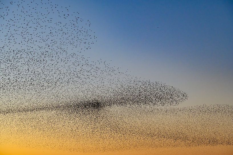 Spreeuwen tijdens zonsondergang aan het einde van een winterdag van Sjoerd van der Wal Fotografie