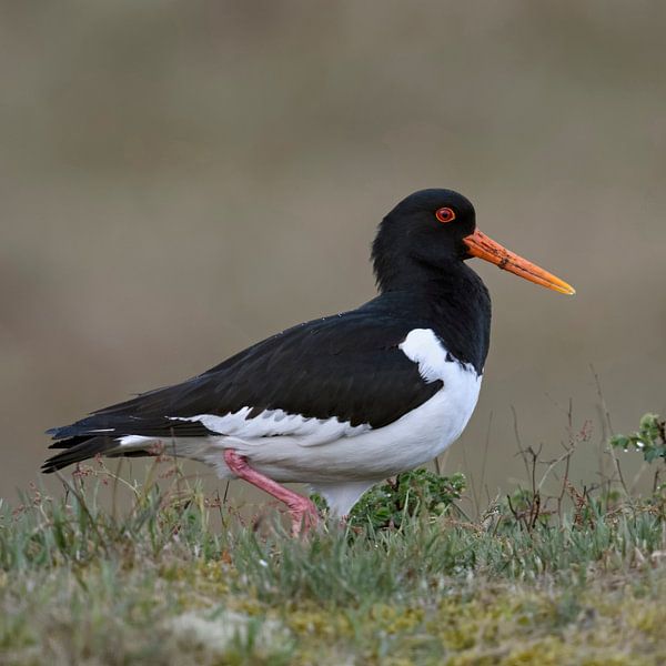 Huîtrier (Haematopus ostralegus), oiseau de caractère dans les dunes et les zones humides, faune sau par wunderbare Erde