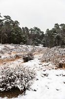 Rustikale Winterlandschaft - Shaquille M Fotografie