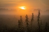 Ortie piquante en feu