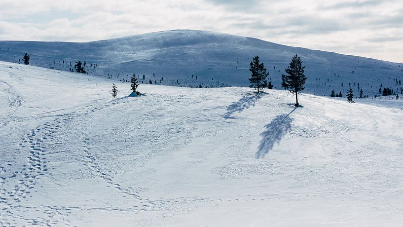 Snowy landscape Finnish Lapland || Arctic Circle, Finland by Suzanne Spijkers