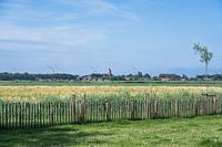 Landschaft mit Weizenfeld und Wiesen mit dem Dorf Pingjum im Hintergrund