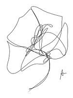 One line drawing Mohnblume