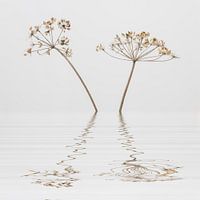 Schoonheid van de natuur 6