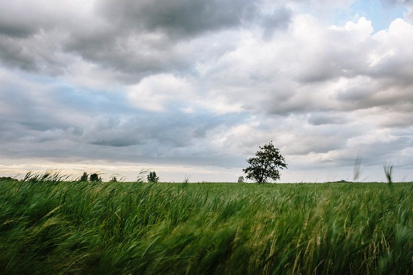 Tree in the reed bed by Wilko Visscher