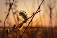 Katzen im Gegenlicht