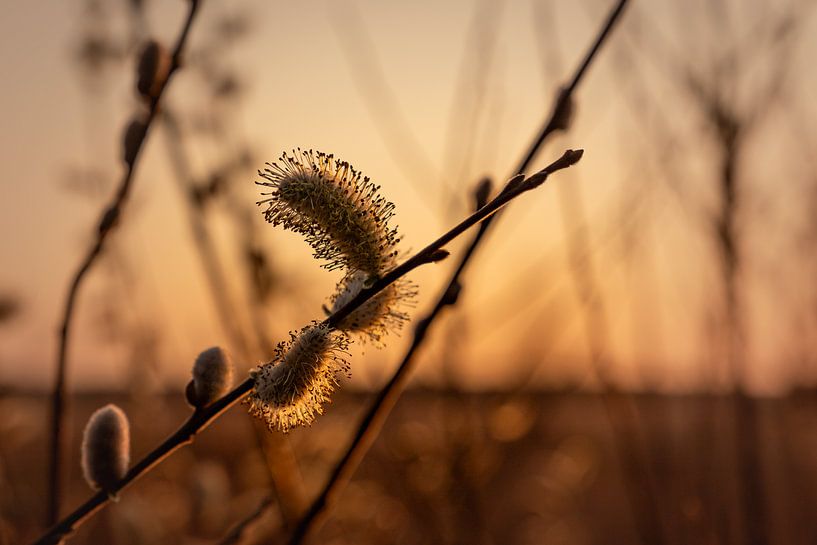 Chats en contre-jour par Captured Created by Cathleen