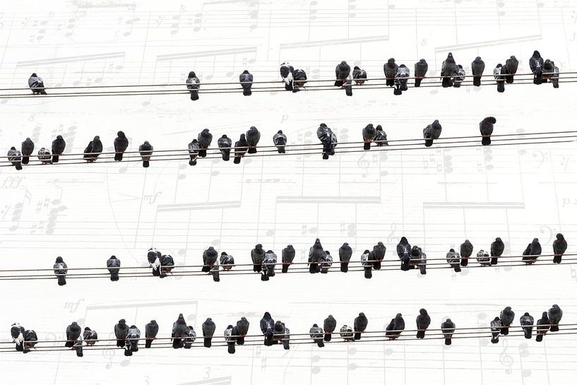 Music of the pigeons by Arjen Roos