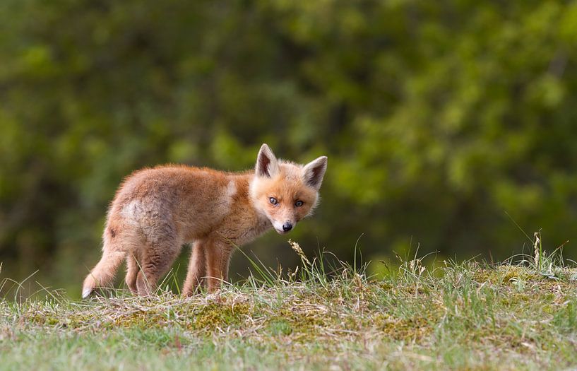 Vossen welp par Menno Schaefer