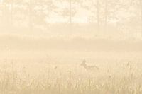 Ree in morning mist