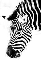 Zebra hoofd tot het minimum beperkt