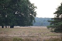 Red deer ruminate in peace