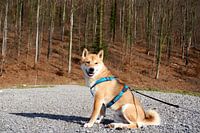 Lächelnder roter Shiba Inu posiert vor einem Wald
