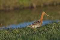 De oudste geringde grutto