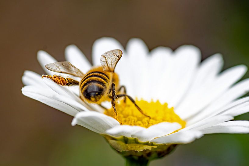 Die Biene, die das Gänseblümchen liebt von wil spijker