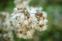 La beauté de l'hiver