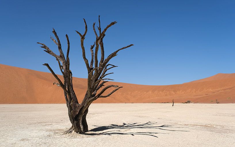 Deadvlei, Baumskelette in einer trostlosen DünenlandschaftDeadvlei / Dodevlei: eine weiße Lehmebene von Nicolas Vangansbeke
