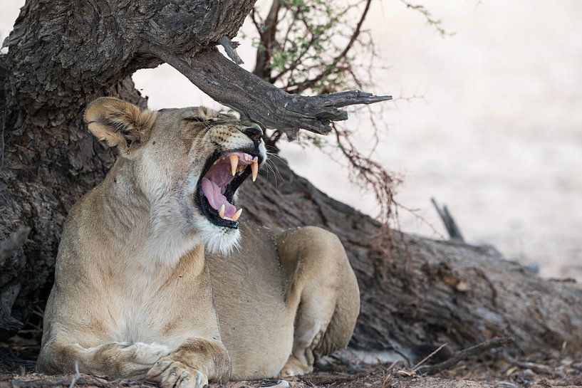 On a lazy afternoon! van Robert Kok