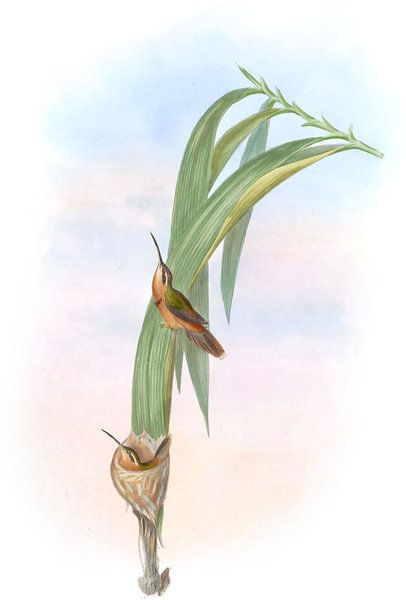 Hermit Pigmy, John Gould par Hummingbirds