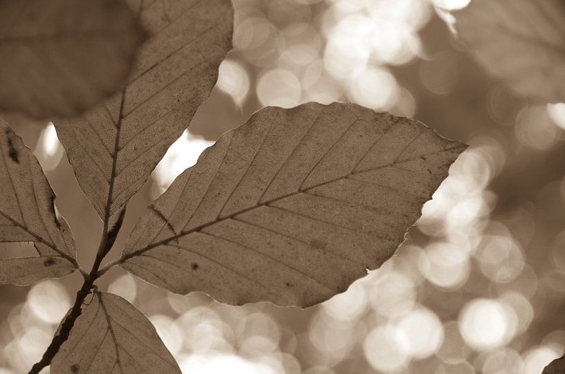 Autumn leaf by Patrick Kerkhoff