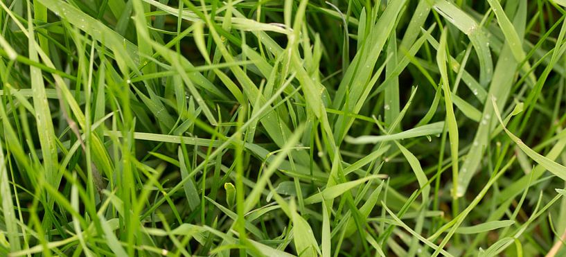 Gras  von kitty van gemert