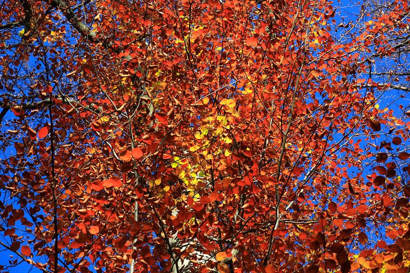 Magnificent beech by Thomas Jäger