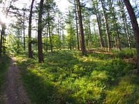 Rising sun in the forest 4