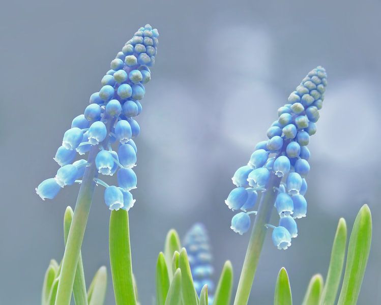 Kleine Traubenhyazinthe von Caroline Lichthart