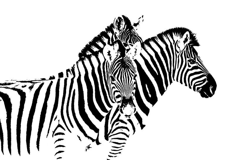 zebra par Caroline Drijber