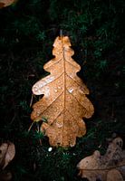 Eichenblatt auf dem Moos