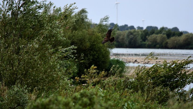 Chasse à la buse dans le paysage des polders par Gerard de Zwaan