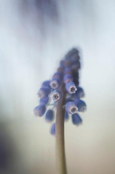 Blaue Weintraube von Foto A de Jong
