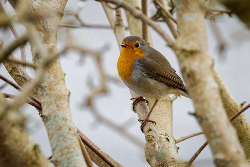 Robin von Anjo ten Kate