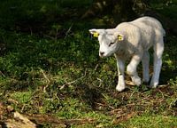 Voorjaar, Lammetje ontdekt de wereld