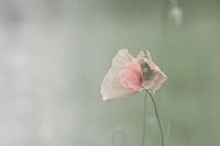 Mohn