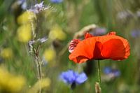 coquelicot dans l'herbe