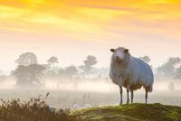Des moutons à l'affût