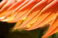  Abstracte Natuur--Zonlicht op Blad-001