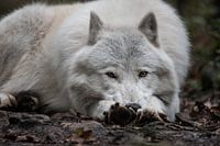 Liegender arktischer Alpha-Wolf