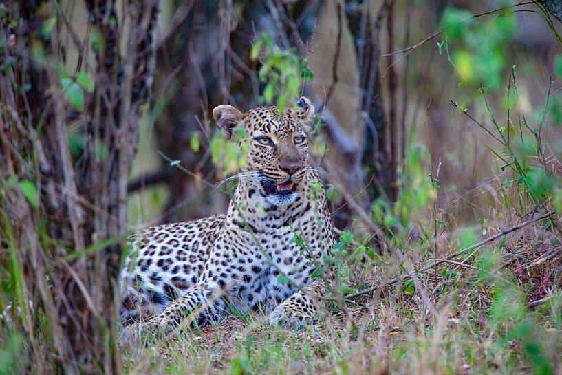 Guten Morgen von Peter Michel