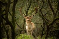 Hert in het bos