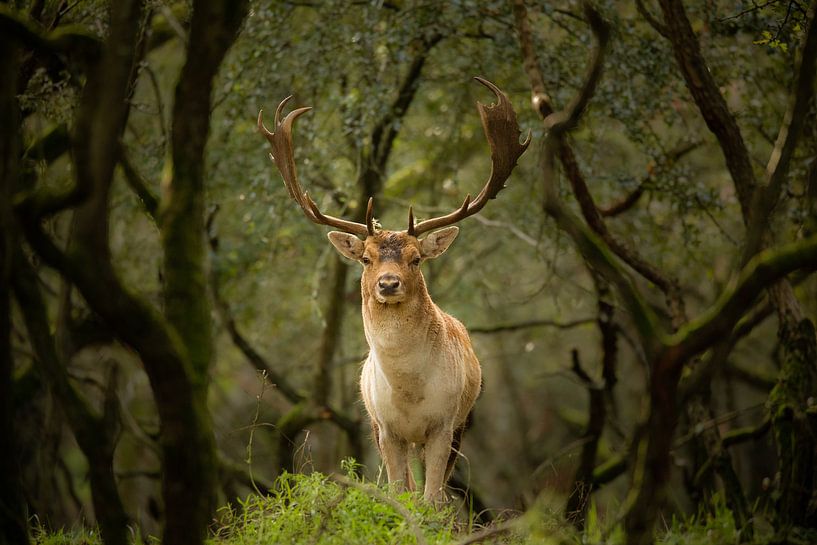 Des cerfs dans les bois par Vincent Keizer