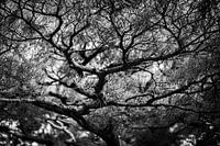 Japanese winding tree black and white photo print