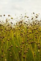 Les plantes dans la nature