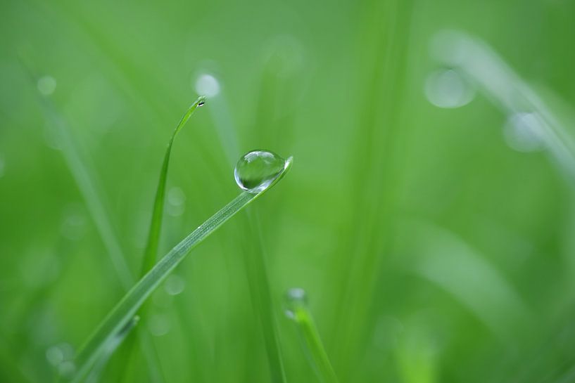 Druppel op een grassprietje  von Loorsin