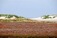 Bloeiend lamsoor op de Boschplaat op Terschelling.